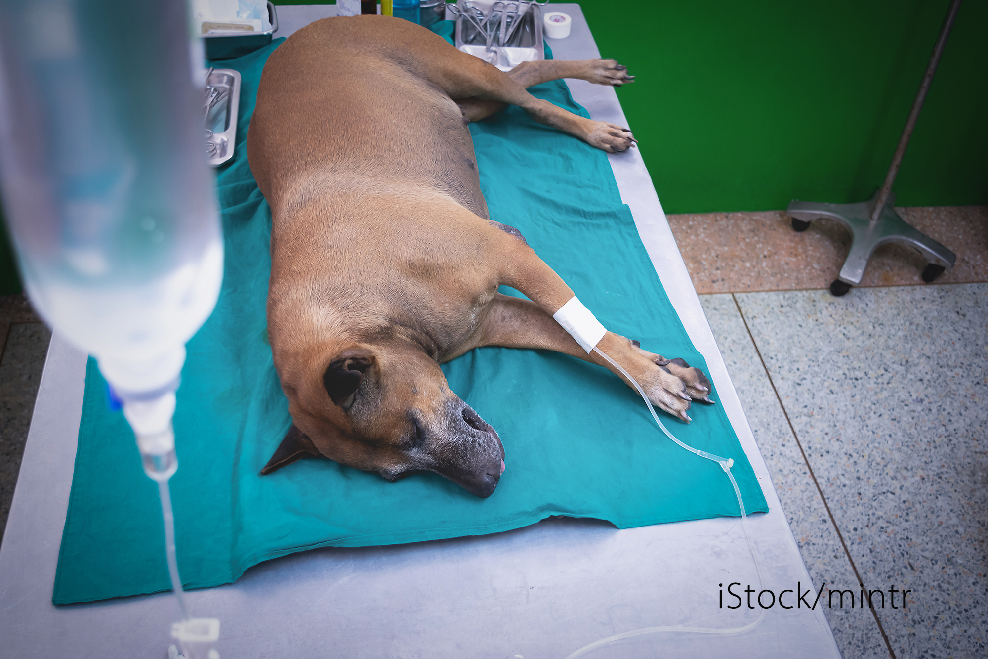 Hund som ligger på drypp hos veterinær