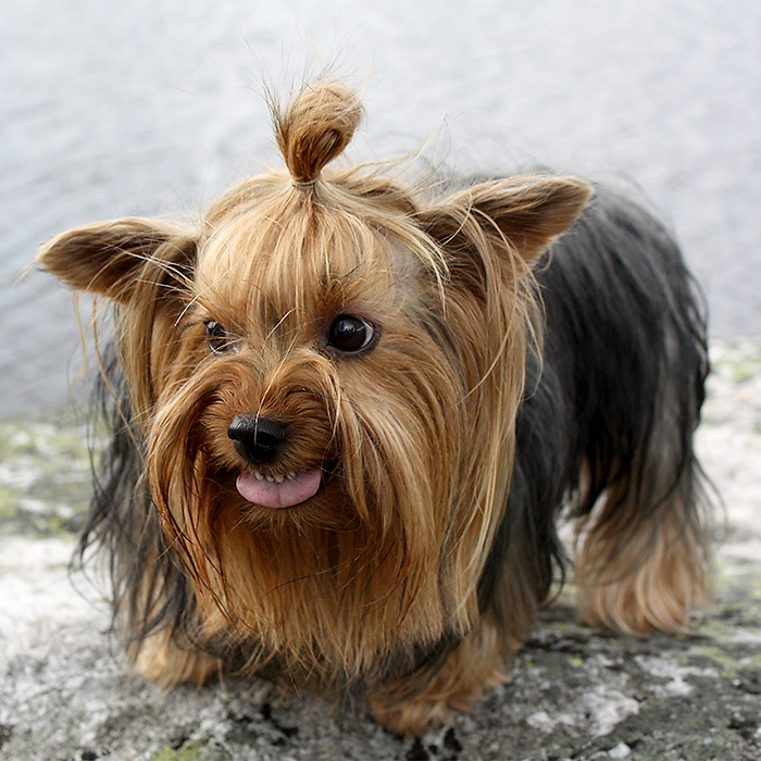 Sint liten hund