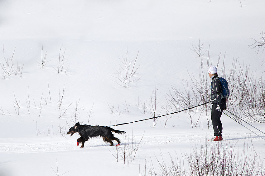 Snørekjøring: Gordon setter som trekker.