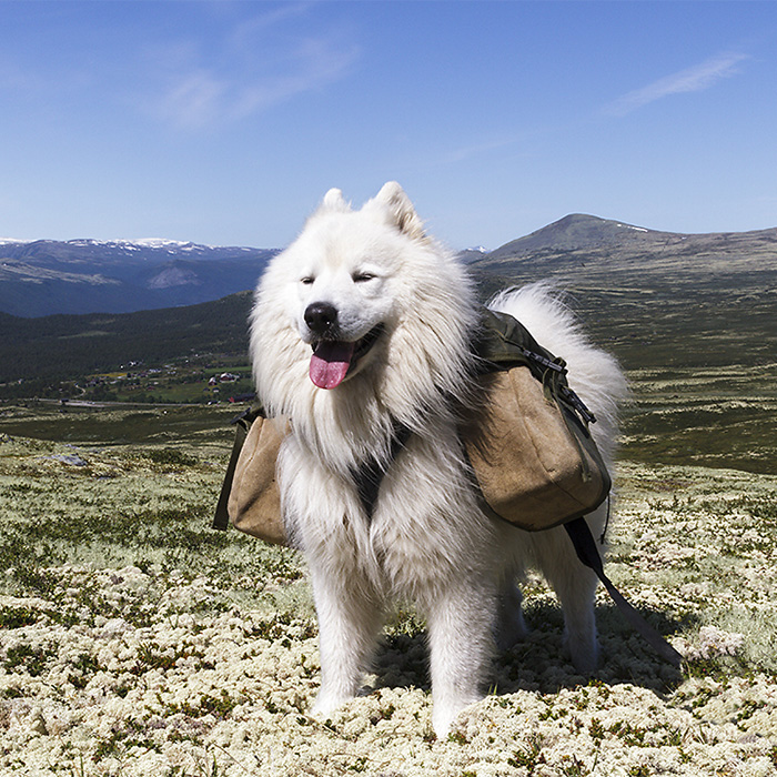 Samojeden Termos er på kløvtur i Rondane