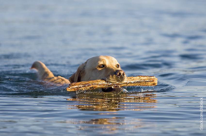 Hund som svømmer med pinne