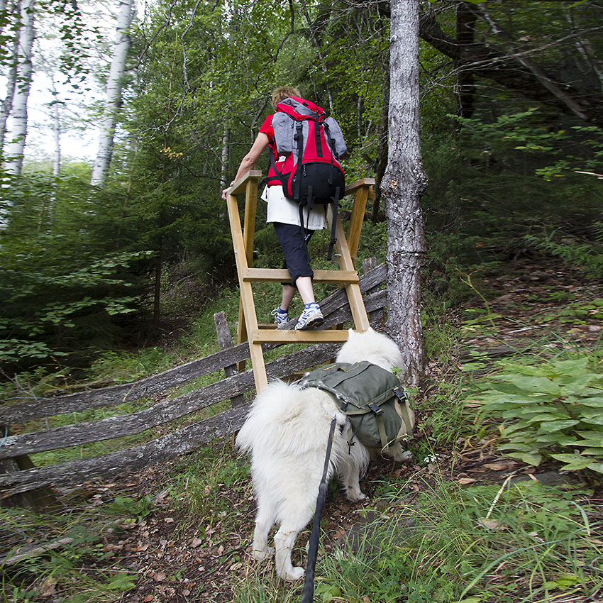Hund med kløv skal gå over et gjerdeklyv