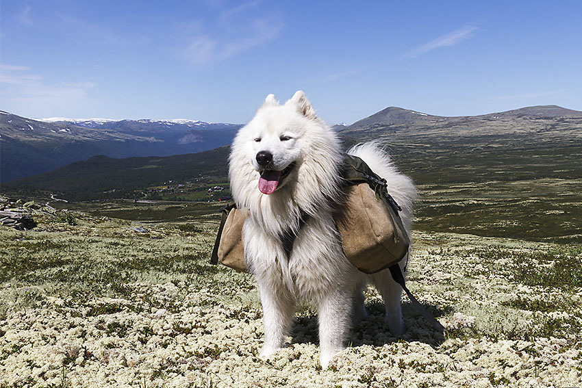 Hund med kløv i Rondane