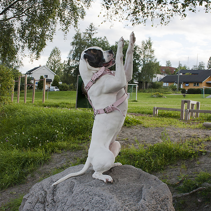 Amerikansk bulldog Blenda sitterbamsepå en stor stein
