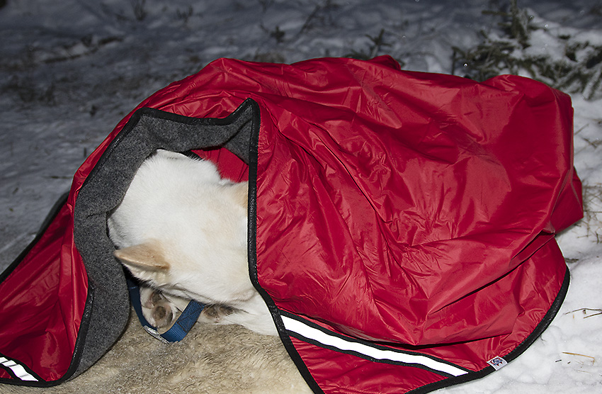 Hund som sover i snøen på et teppe, med rødt varmeteppe over seg.