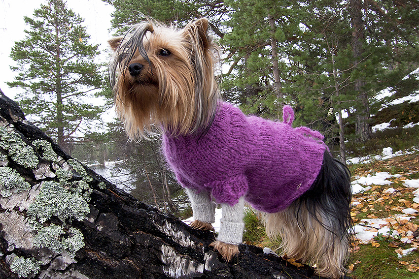 Hund i ulltrøye laget av en genserarm, og armer lager av fingervanter.