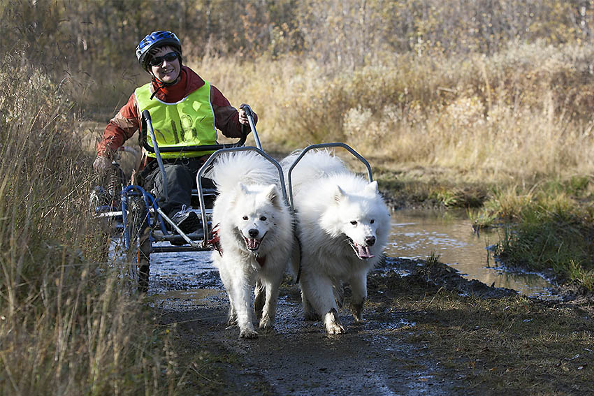 To samojedhunder trekker en saccovogn
