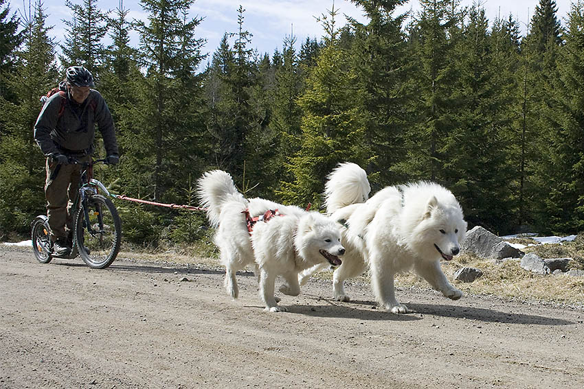 To samojedhunder trekker sparkesykkel
