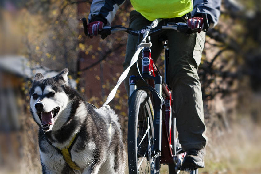 Sykling med hund festet i magebelte