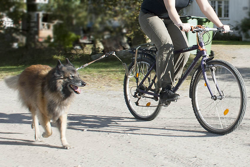 Sykliing med hund i springer