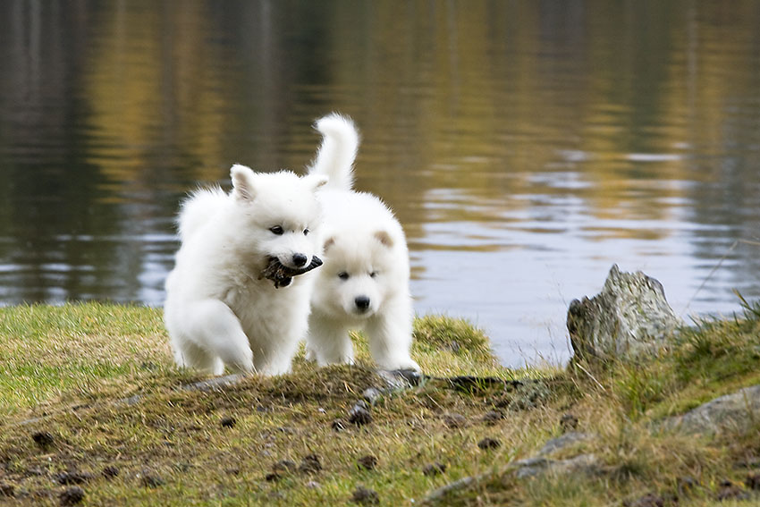 To samojedvalper leker med pinner