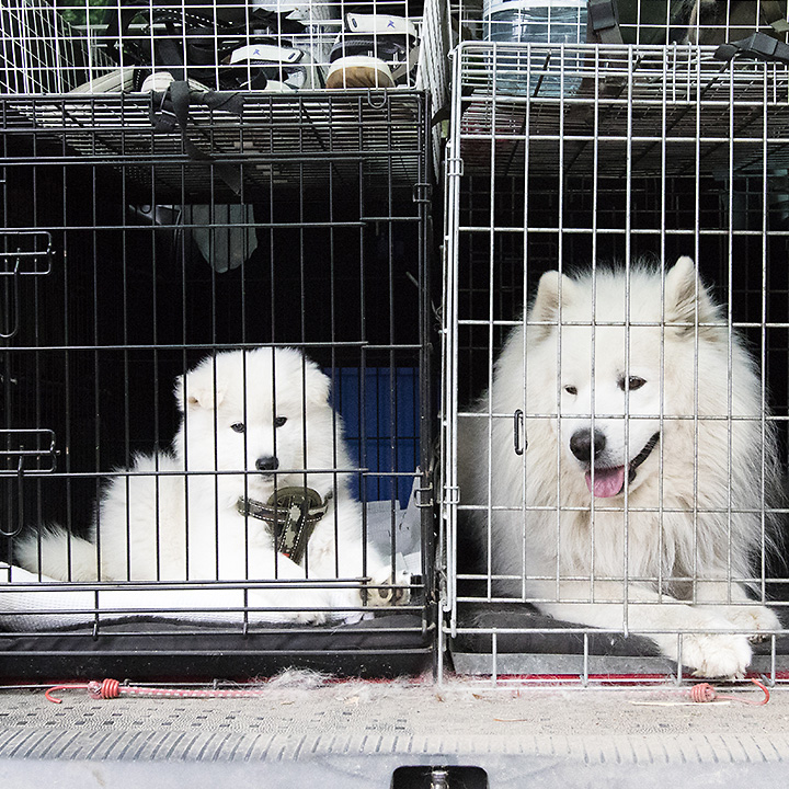 Valp og voksen hund i hvert sitt bilbur