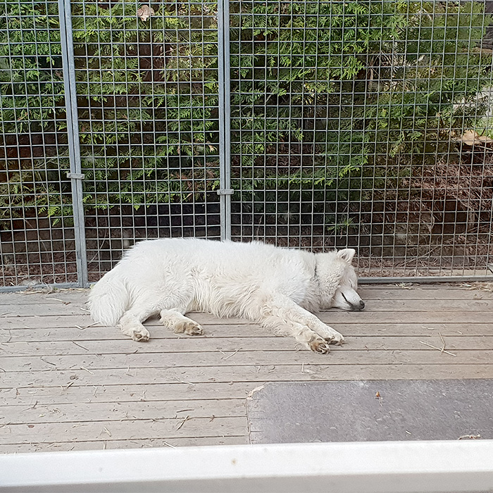 Valp sover i hundegården