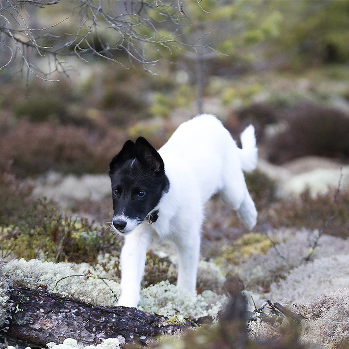 Alaska huskyvalpen Jervi løper i skogen