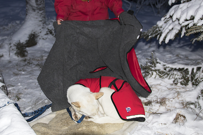 Hunden Dixie sover med dekken og ullteppe