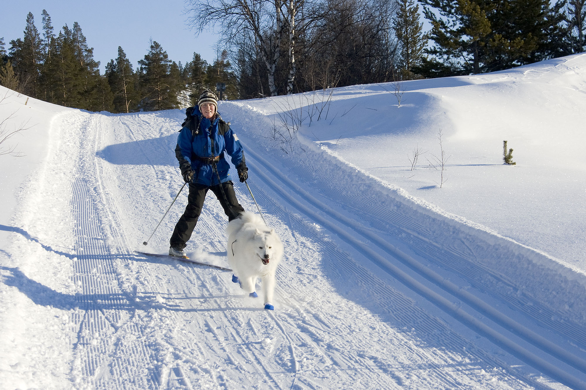 Skitur med hund. Hunden har påseg blåpotesokker