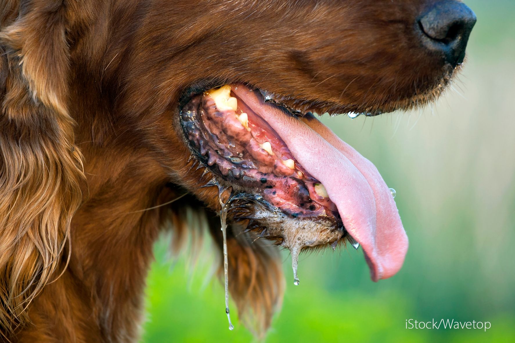 Hund som sikler og peser litt