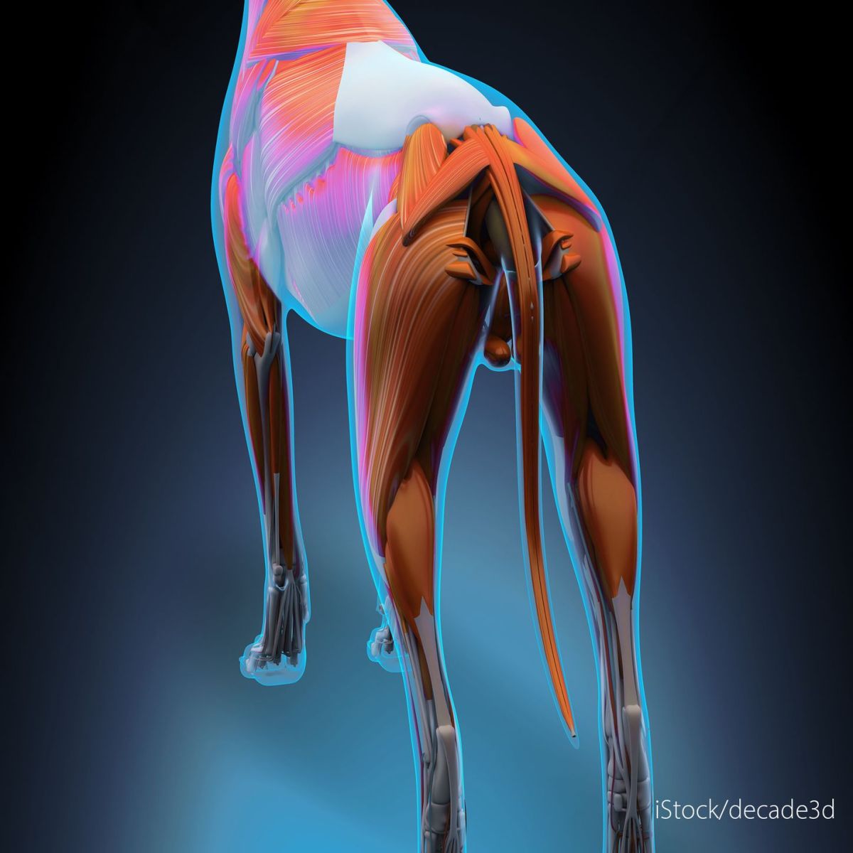 Hundens anatomi - et bilde av musklene i bakparten