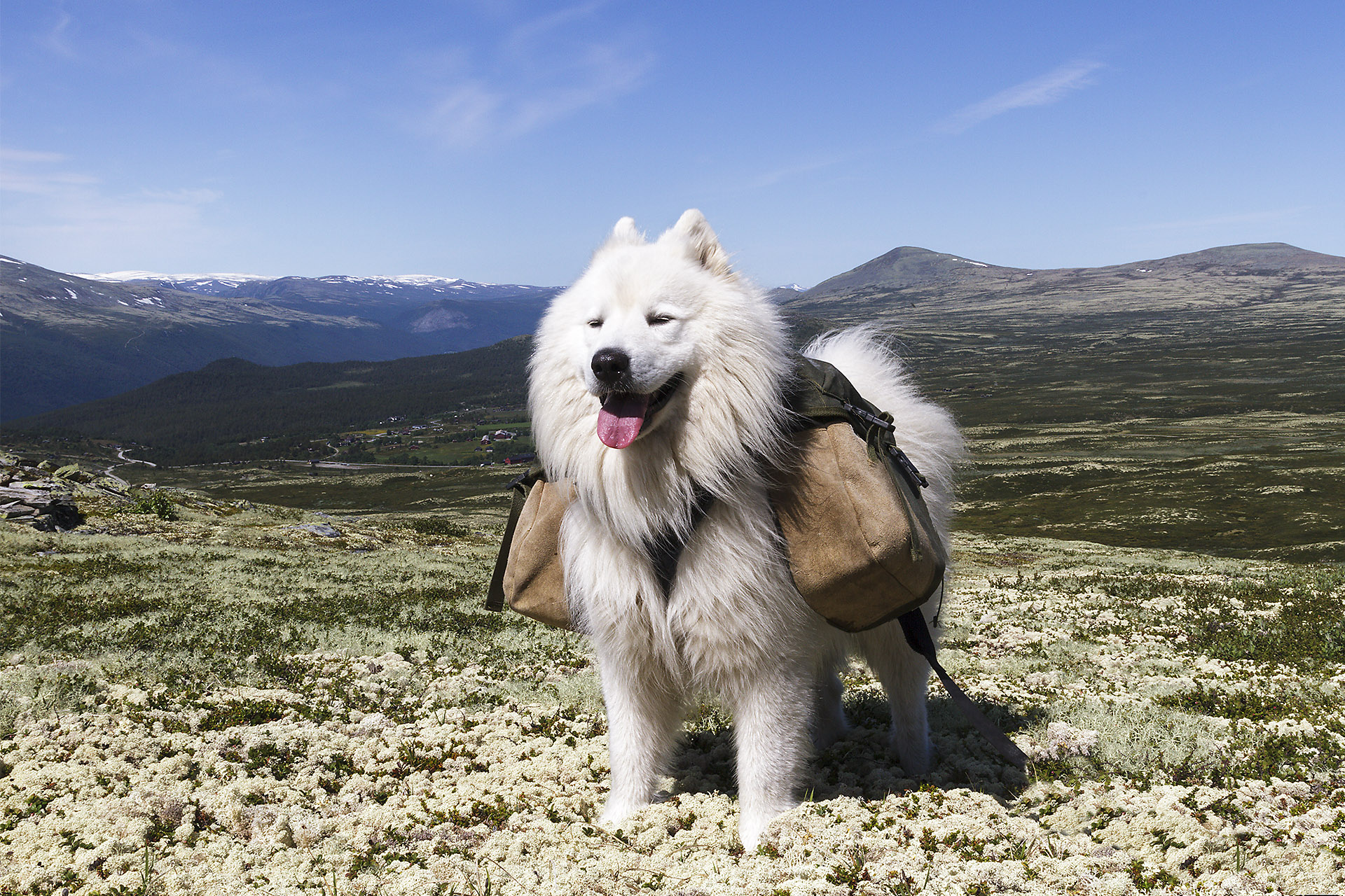 Hund med kløv