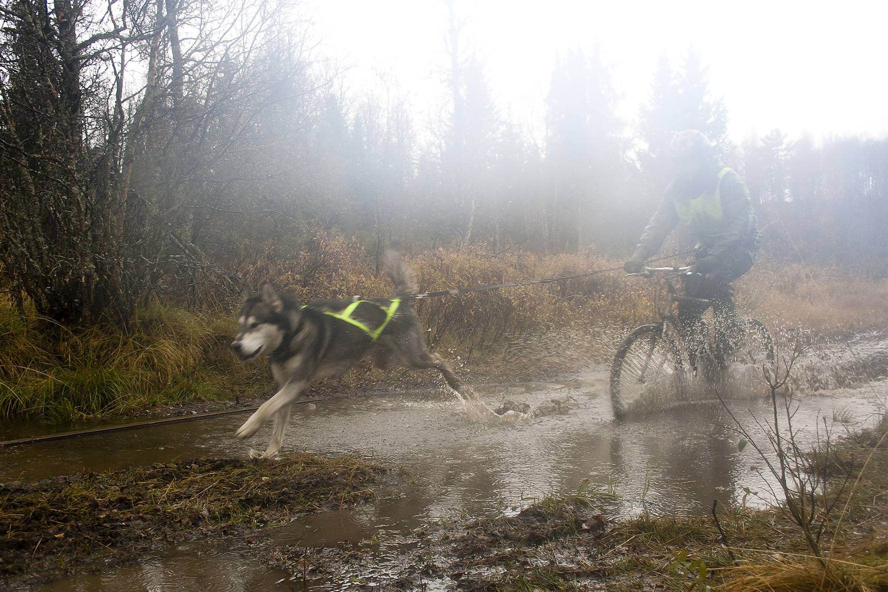 En alaskan malamute trekker mann på sykkel, så sølespruten står