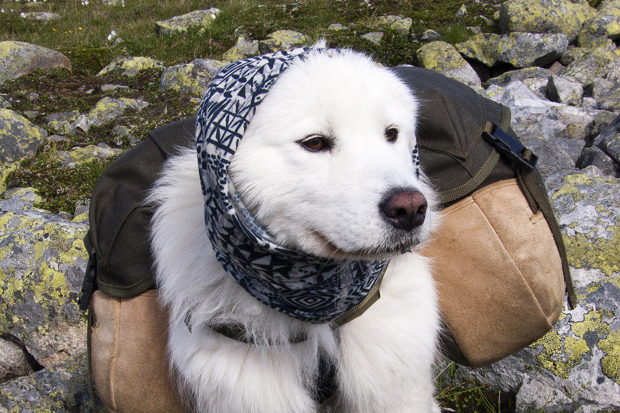Hund på kløvtur med våt buff på hodet til avkjøling