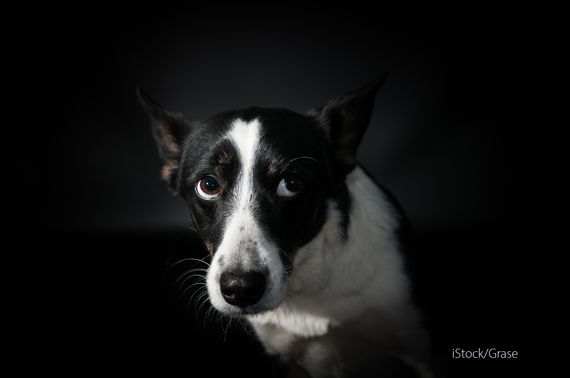 En hund med "hvaløyne"