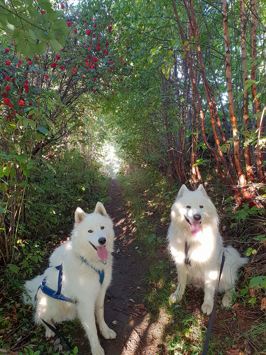 Samojedhundene Primus og Termos sitter på stien under frodig grønt løvverk og røde rognebær