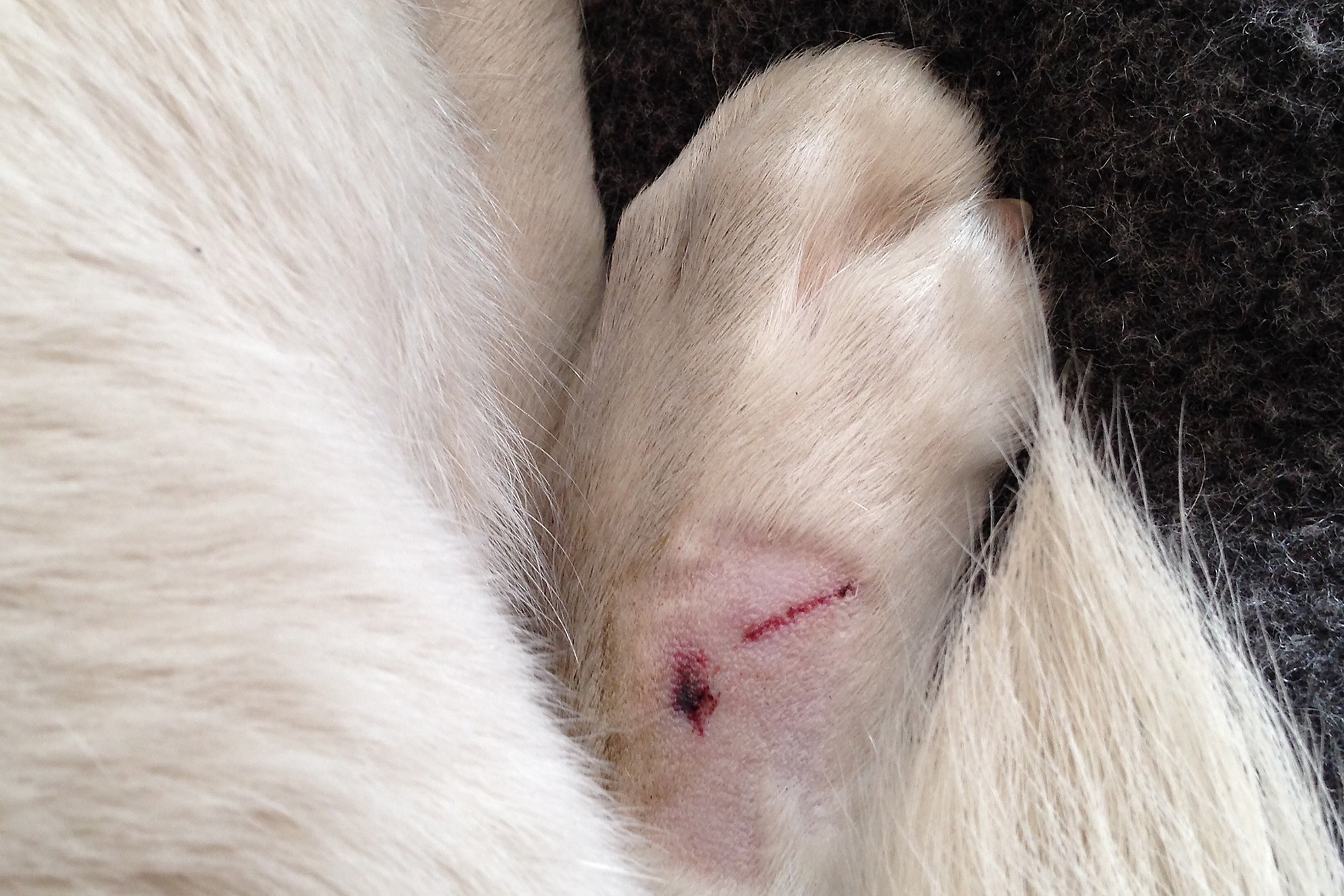 Hund med hoggormbitt i foten