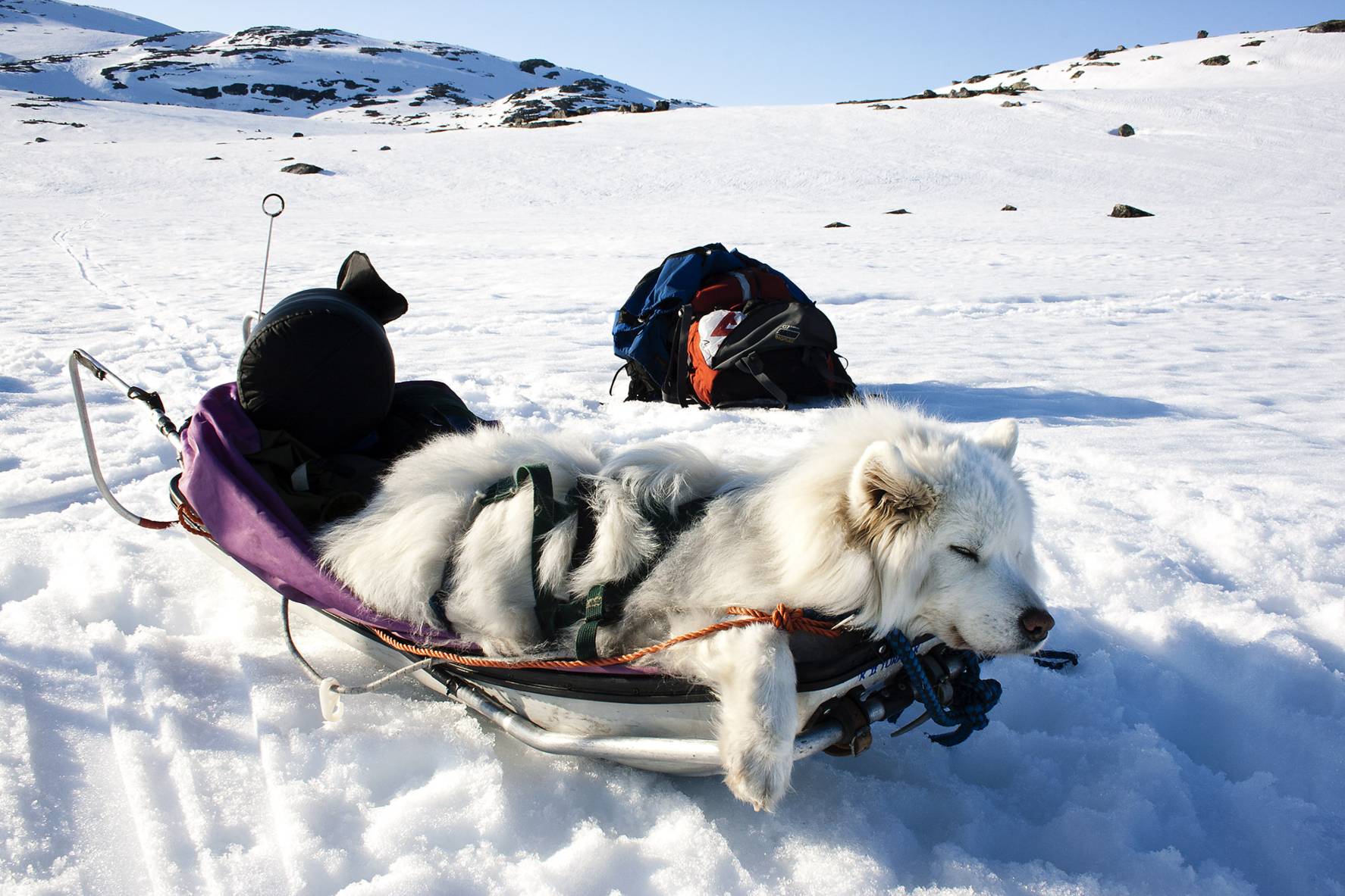 Hund på vintertur som sover i pulken sin