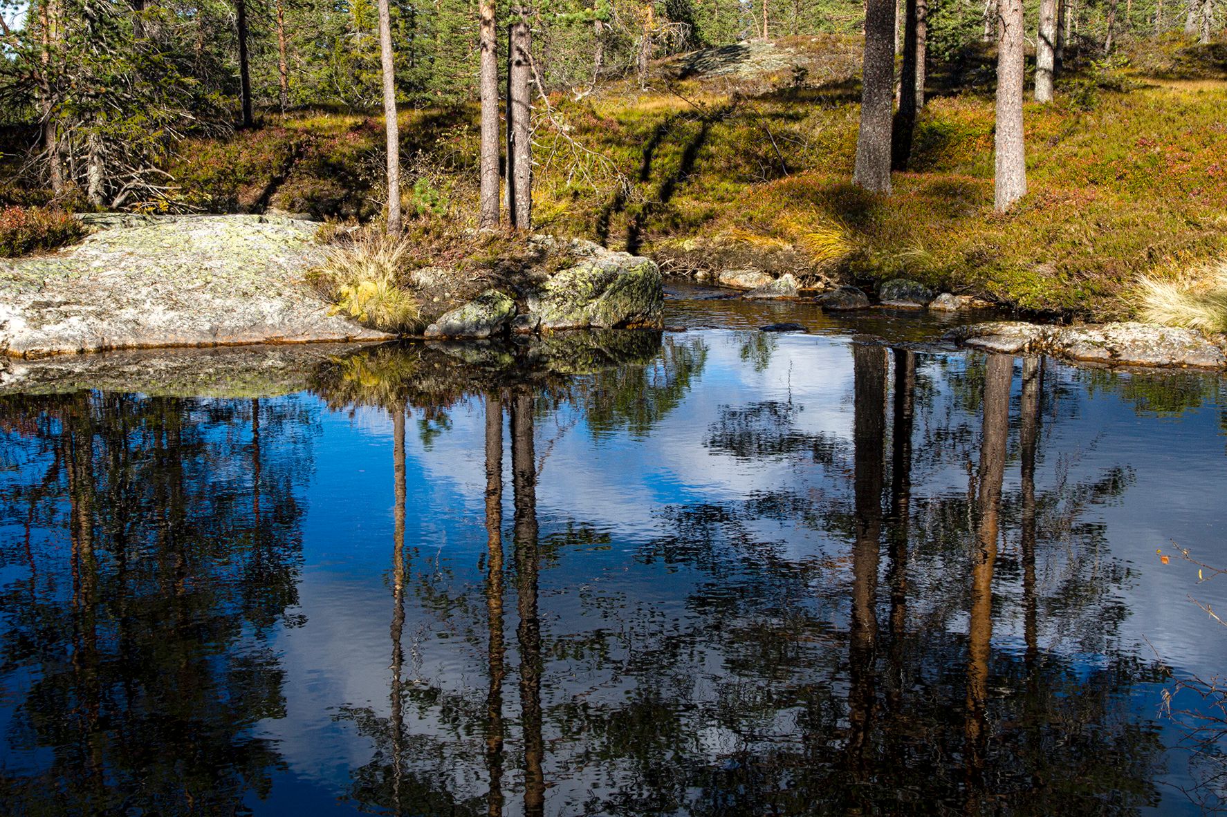 Blå kulp i høstlandskap