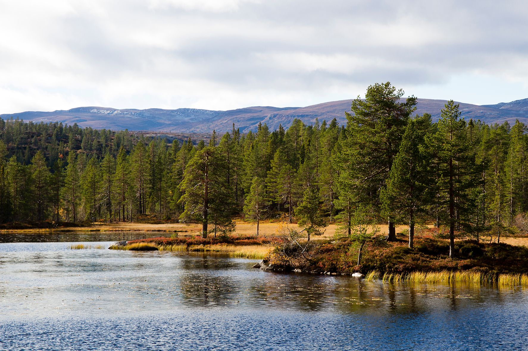 Furuskog, vann og myr i området ved Fagerfjell