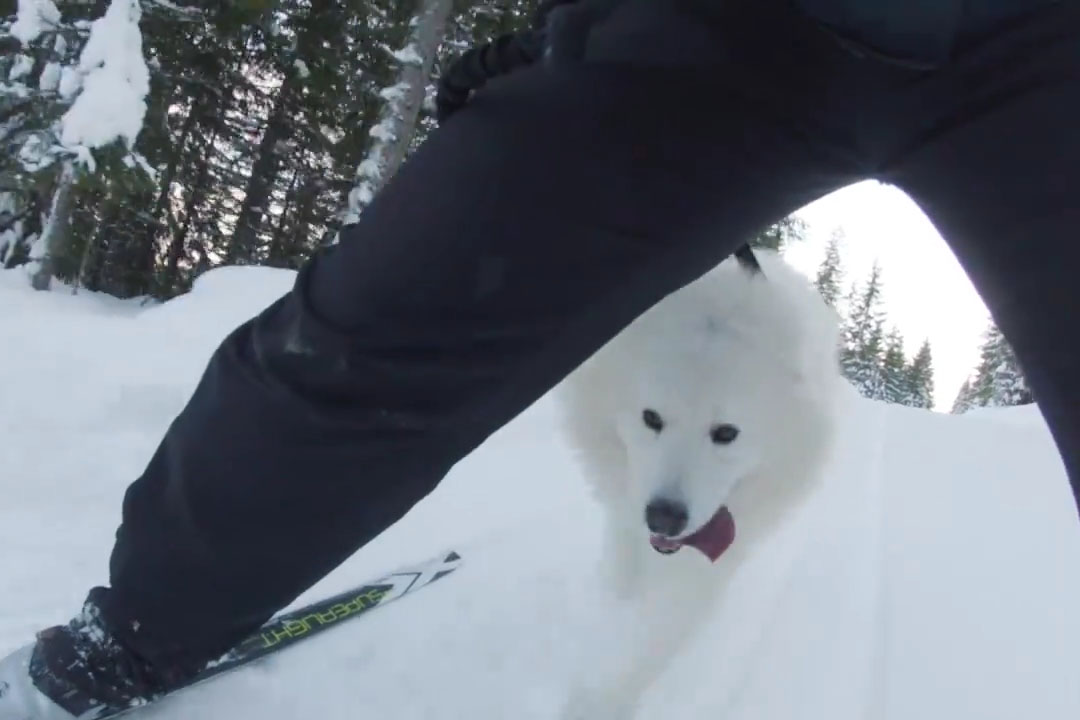 Hund som går bak på tur