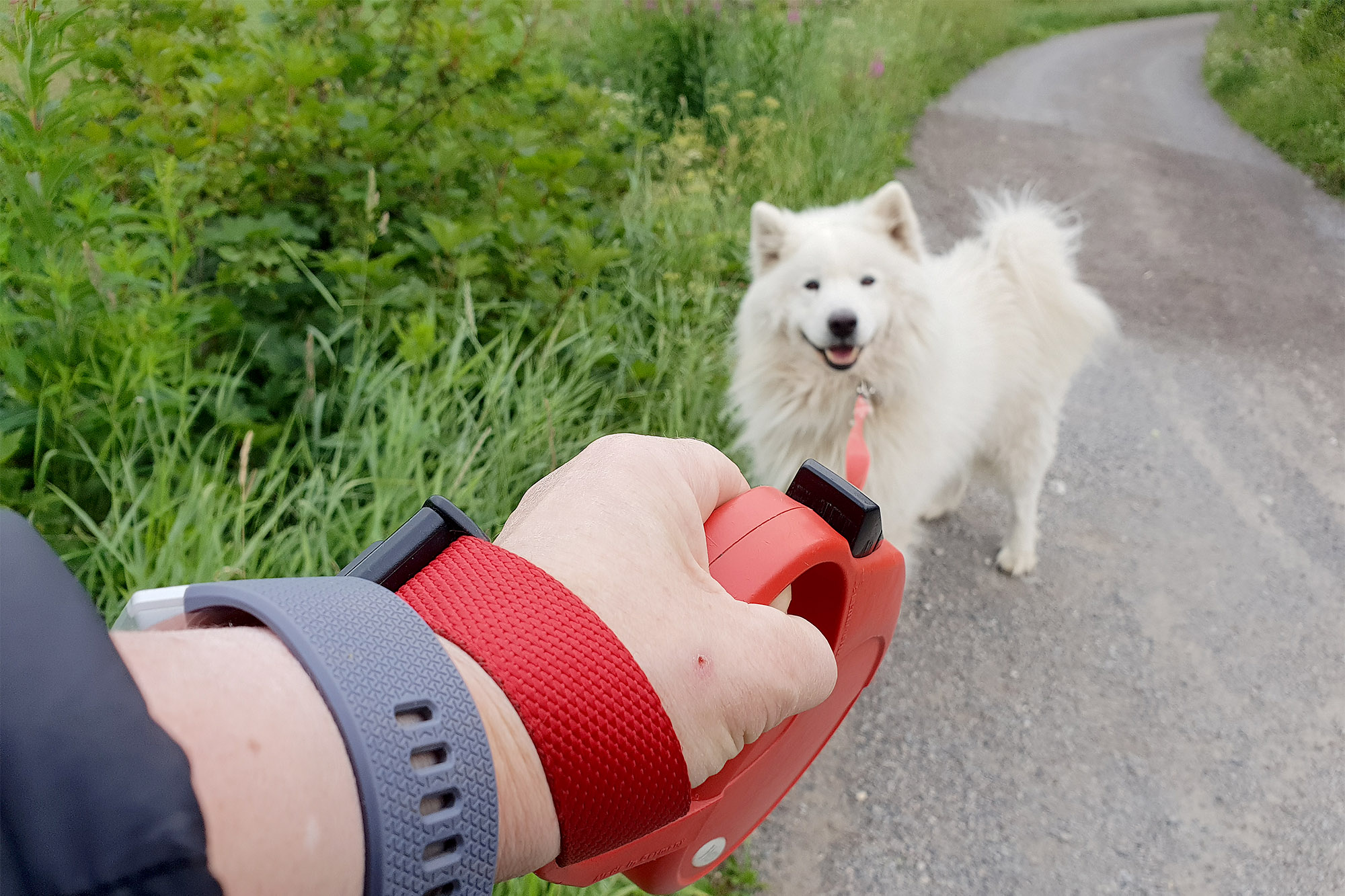 Hund i fleksiline, sikret med ekstra reim rundt håndleddet.