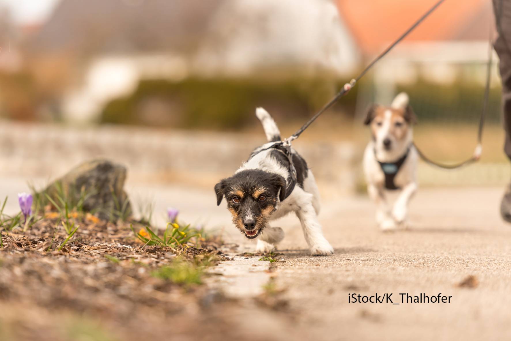 En hund som trekker og en som går pent i bånd