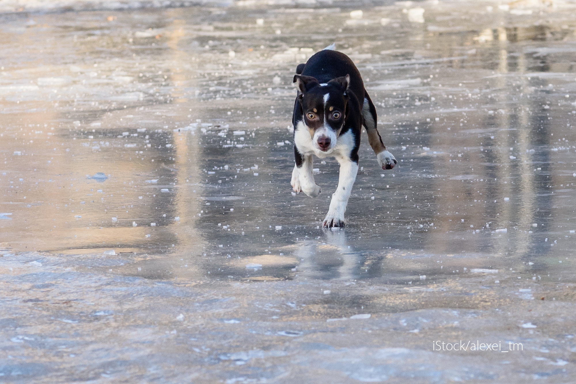 Hund med stivt blikk på glattisen