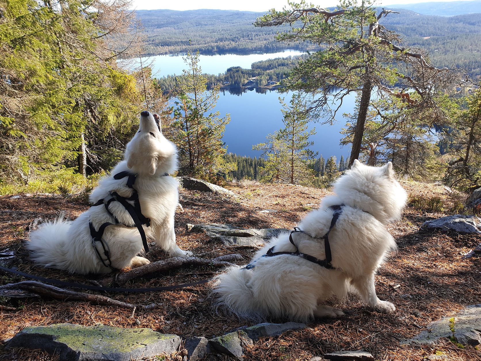 To hunder som sitter med utsikt over et vann