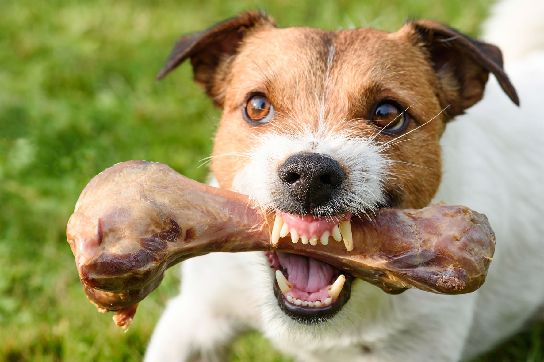 En hund forsvarer kjøttbeinet sitt