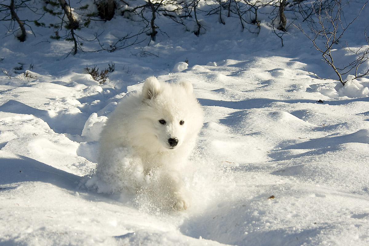 Valp som leker i nysnø