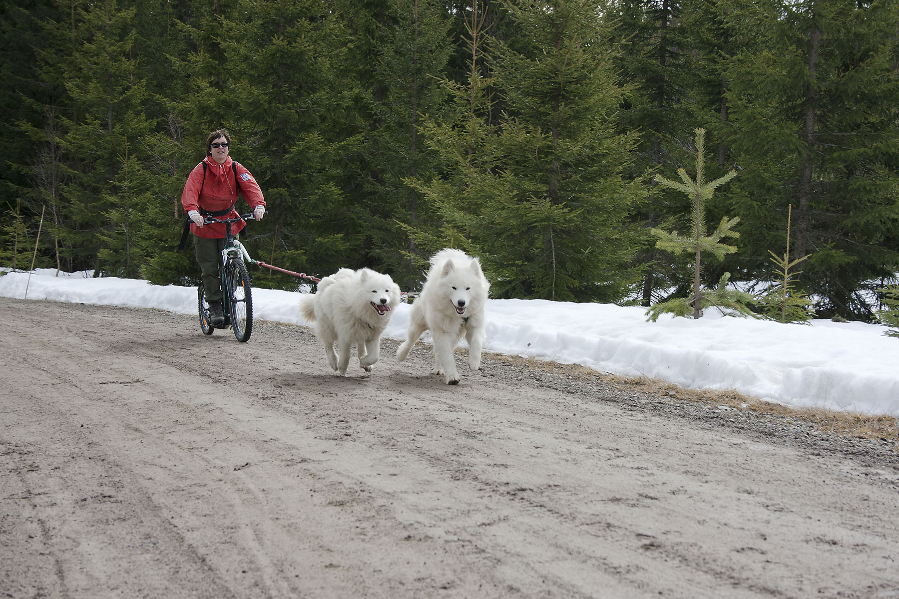 Kvnne på sparkesykkel med to samojeder som trekker